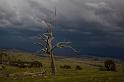 storm tree